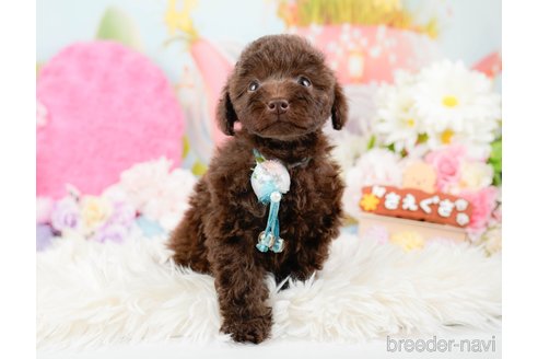 成約済の神奈川県のトイプードル-288720の7枚目