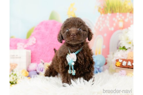 成約済の神奈川県のトイプードル-288720の8枚目