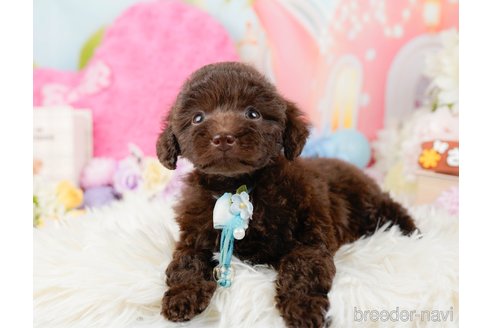 成約済の神奈川県のトイプードル-288720の3枚目