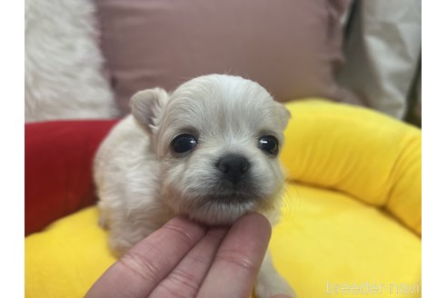 成約済の栃木県のチワワ(ロングコート)-287103の4枚目