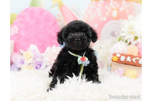 成約済の神奈川県のトイプードル-288721の7枚目