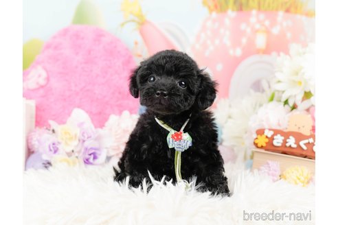 成約済の神奈川県のトイプードル-288721の8枚目