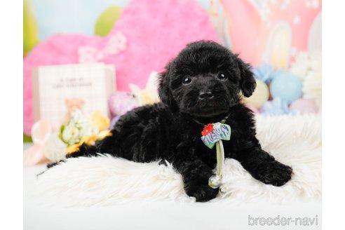 成約済の神奈川県のトイプードル-288721の9枚目