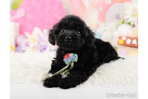 成約済の神奈川県のトイプードル-288721の4枚目