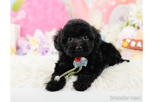 成約済の神奈川県のトイプードル-288721