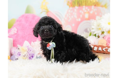 成約済の神奈川県のトイプードル-288721の5枚目