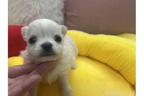 成約済の栃木県のチワワ(ロングコート)-287103の2枚目