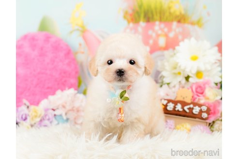 成約済の神奈川県のトイプードル-288723の11枚目