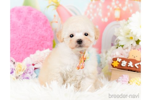 成約済の神奈川県のトイプードル-288723の12枚目