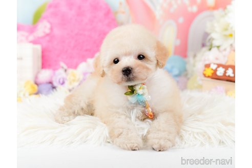 成約済の神奈川県のトイプードル-288723の4枚目