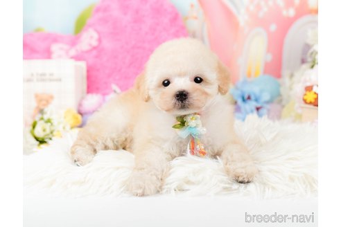 成約済の神奈川県のトイプードル-288723の5枚目