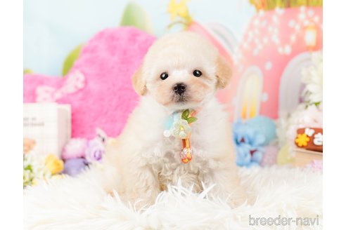 成約済の神奈川県のトイプードル-288723の6枚目