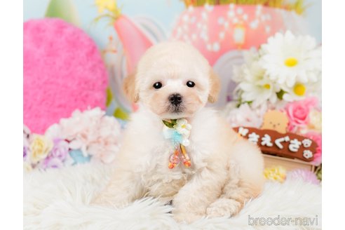 成約済の神奈川県のトイプードル-288723の7枚目