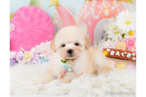 成約済の神奈川県のトイプードル-288723の8枚目