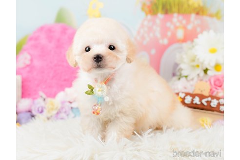 成約済の神奈川県のトイプードル-288723の9枚目