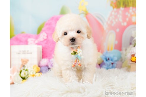 成約済の神奈川県のトイプードル-288723の3枚目