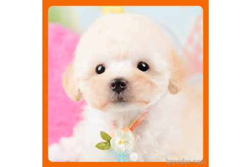 成約済の神奈川県のトイプードル-288723の1枚目