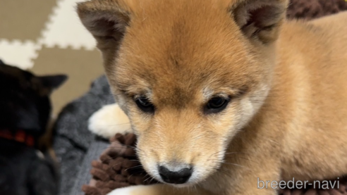 成約済の山口県の豆柴-288736