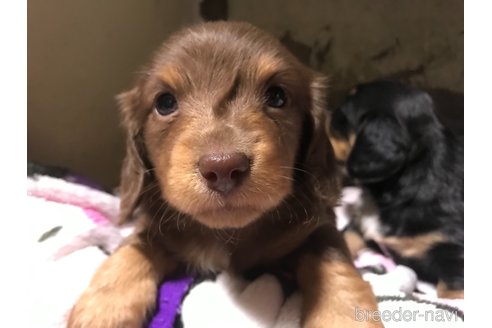 成約済の福岡県のミニチュアダックスフンド(ロングヘアード)-288793の2枚目