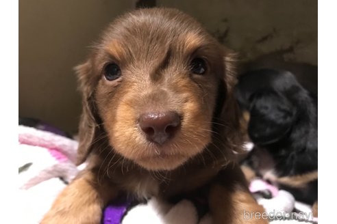 成約済の福岡県のミニチュアダックスフンド(ロングヘアード)-288793の3枚目