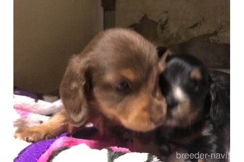 成約済の福岡県のミニチュアダックスフンド(ロングヘアード)-288793の4枚目