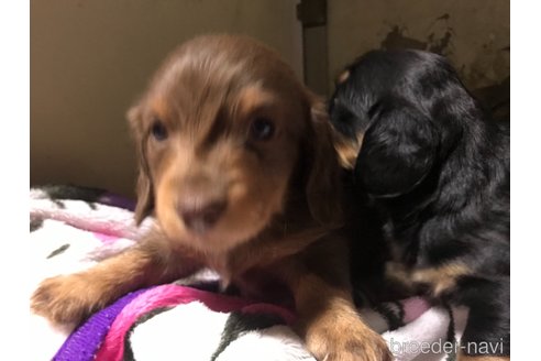 成約済の福岡県のミニチュアダックスフンド(ロングヘアード)-288793の5枚目