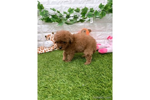 成約済の愛知県のトイプードル-288792の3枚目