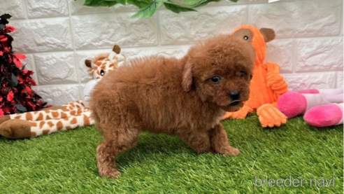 成約済の愛知県のトイプードル-288792の2枚目