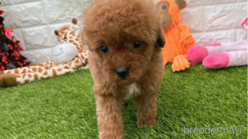 成約済の愛知県のトイプードル-288792の1枚目