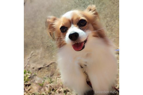 ピンちゃんちゃん1枚目