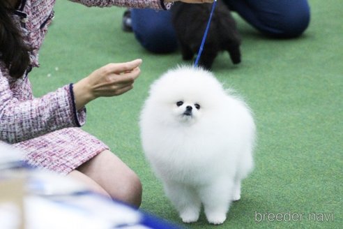 ももちゃん1枚目