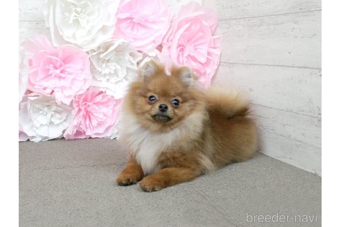 成約済の大阪府のポメラニアン-264568の5枚目