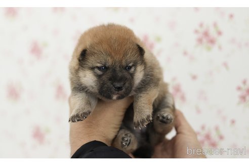 成約済の京都府の柴犬-287414の7枚目