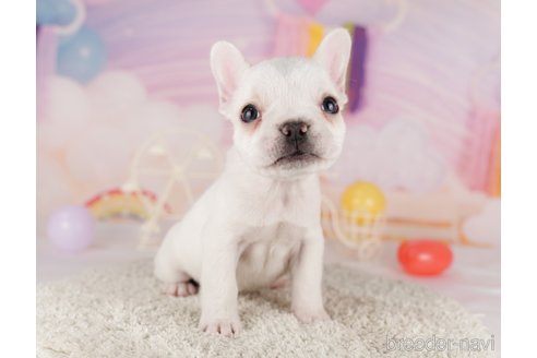 成約済の東京都のフレンチブルドッグ-288946の1枚目