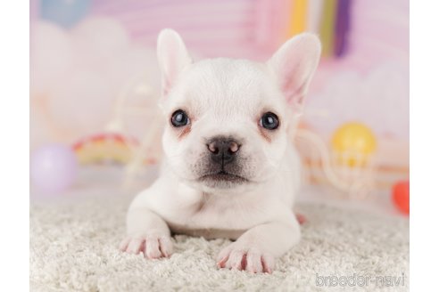 成約済の東京都のフレンチブルドッグ-288946の4枚目