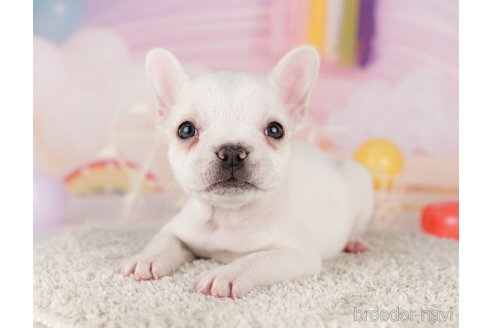 成約済の東京都のフレンチブルドッグ-288946の3枚目