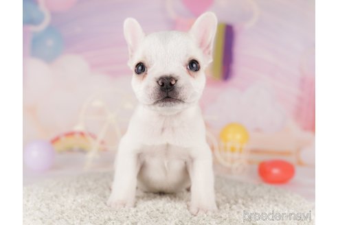 成約済の東京都のフレンチブルドッグ-288946の2枚目