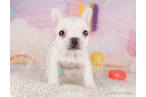 成約済の東京都のフレンチブルドッグ-288946の5枚目