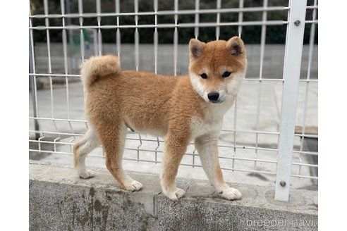 成約済の福岡県の豆柴-273115の4枚目