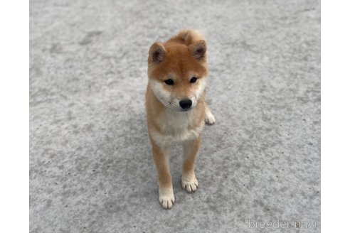 成約済の福岡県の豆柴-273115の5枚目