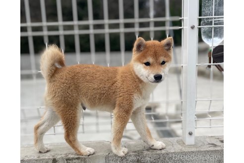 成約済の福岡県の豆柴-273115の1枚目