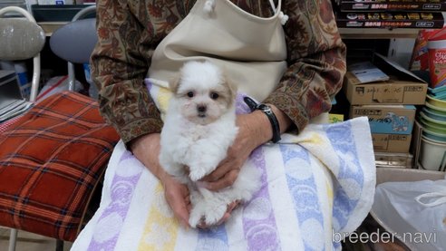 成約済の茨城県のミックス犬-283184の1枚目