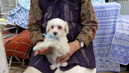 成約済の茨城県のミックス犬-283316の2枚目