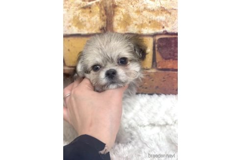 成約済の福岡県のミックス犬-278516の2枚目