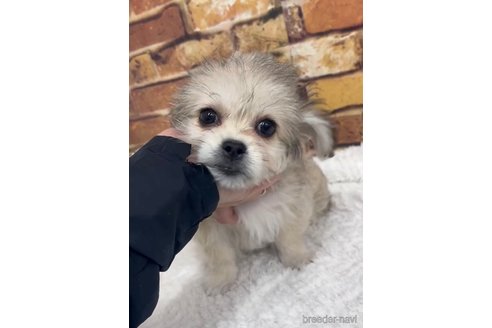 成約済の福岡県のミックス犬-278512の5枚目