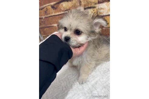 成約済の福岡県のミックス犬-278512の6枚目