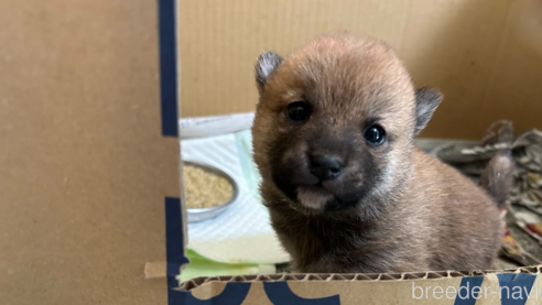 成約済の山口県の豆柴-288739の1枚目