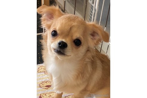 東京都のチワックス:チワワ×ミニチュアダックスフンド|男の子 東京都のチワックス:チワワ×ミニチュアダックスフンド|男の子