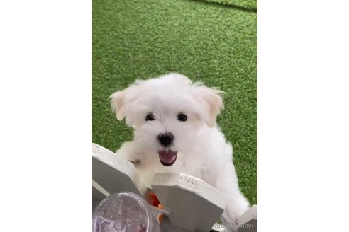 成約済の福岡県のマルチーズ-279301の6枚目