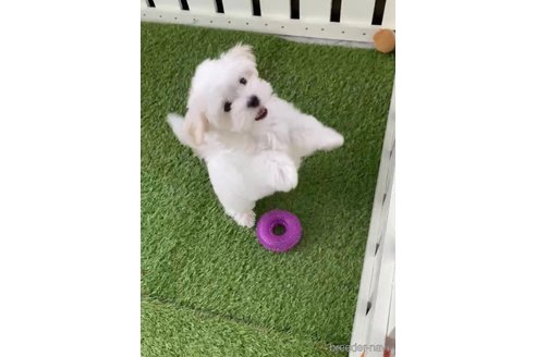 成約済の福岡県のマルチーズ-279301の2枚目